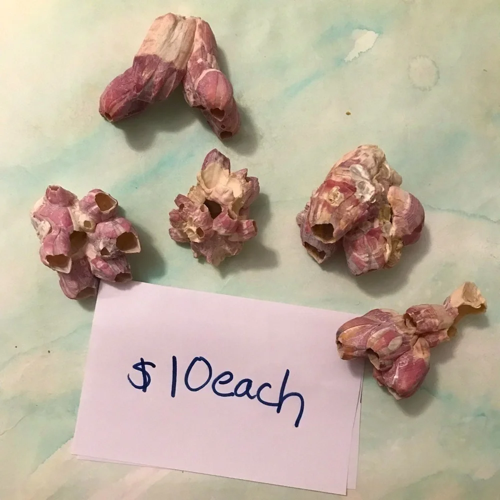 Custom shell bundle — PLEASE READ - Picture 10 of 13